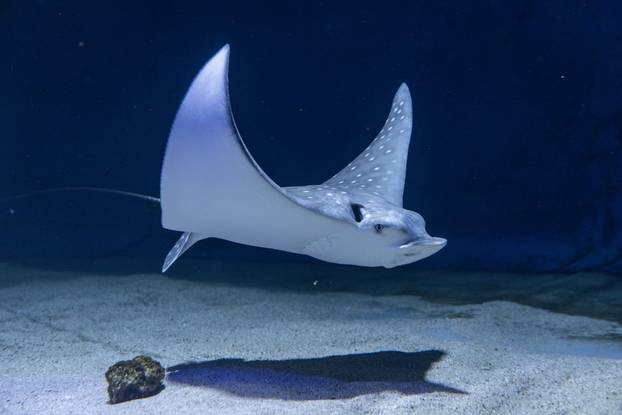 Pula: Novopristigle vrste raža Pjegavi golub u Pulskom akvariju