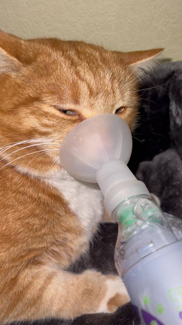 EXCLUSIVE: ‘I’ve spent Ł25,000 treating my cat’s ASTHMA – but it’s so worth it’