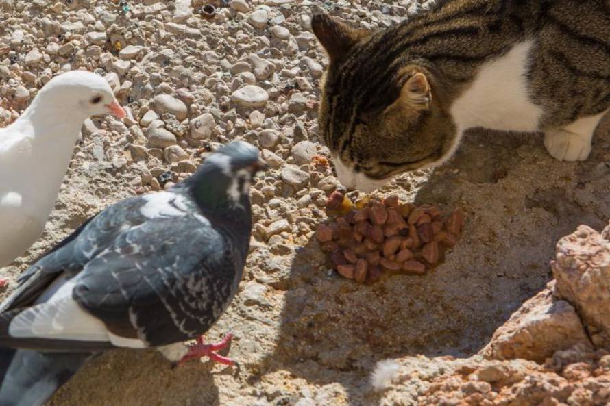 Grgo Jelavić/Pixsell