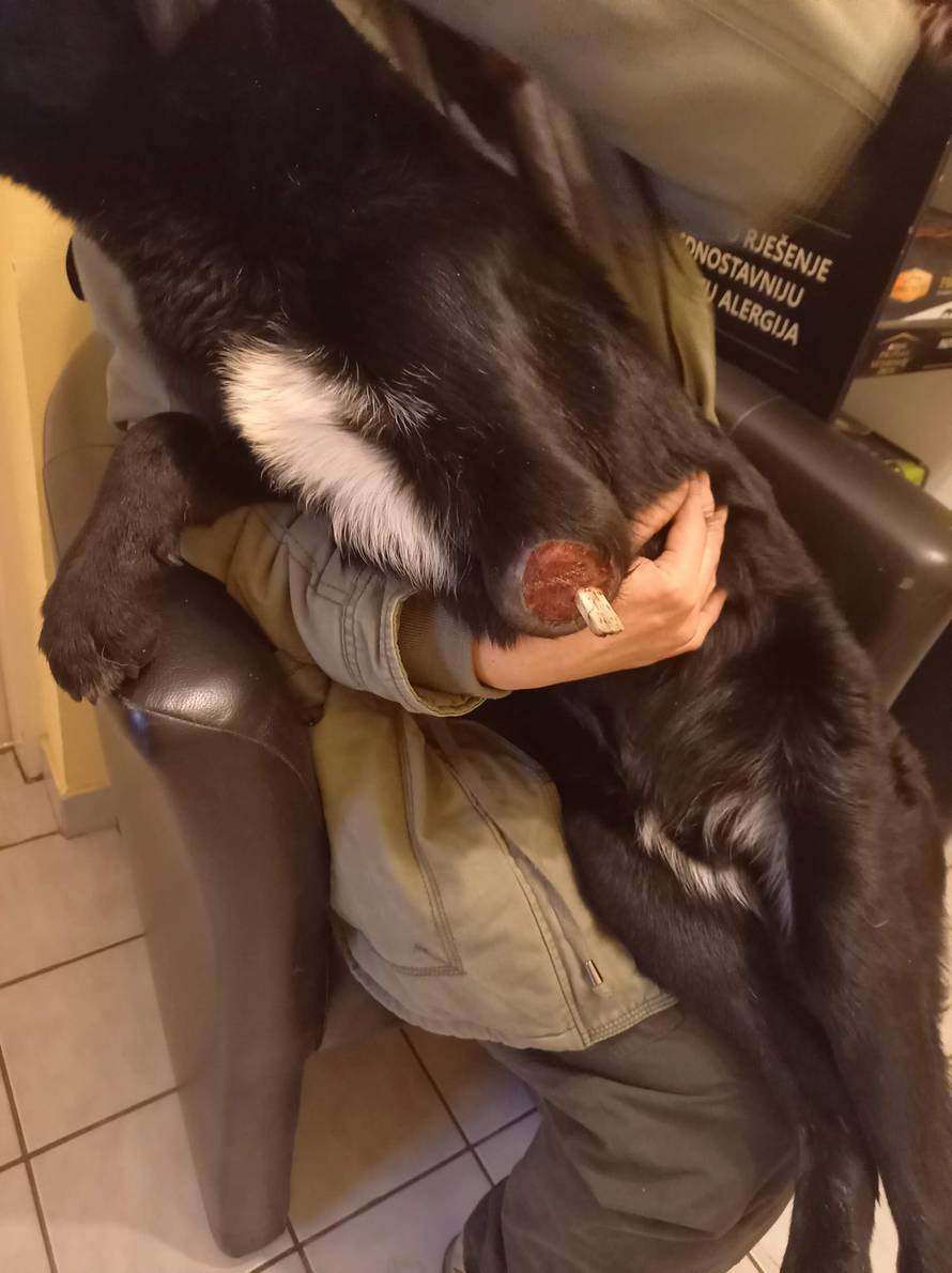 Pronašli psića odrubljenih šapa s prostrijelnom ranom na čelu: Mislimo da ga je netko bacio