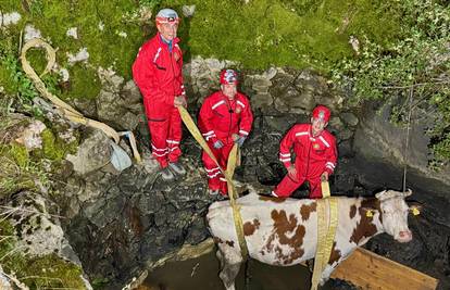 Krava upala u bunar, spasili je HGSS i vatrogasci: 'Zove se Alfa, jer sam mijenjao auto za nju'