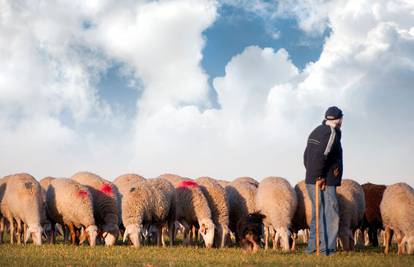U Španjolskoj drastičan pad proizvodnje janjetine: 'Nema pastira, nudim i 2000 eura...'