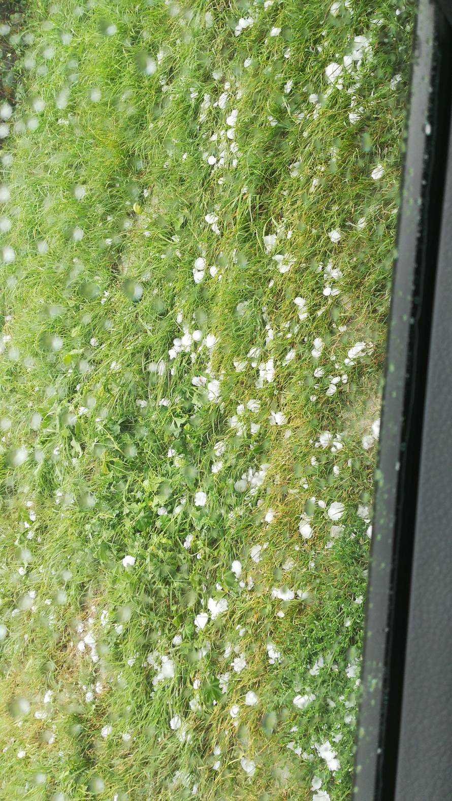 Vjetar srušio drvo, tuča oštetila aute: 'Mogla je nekoga ubiti!'