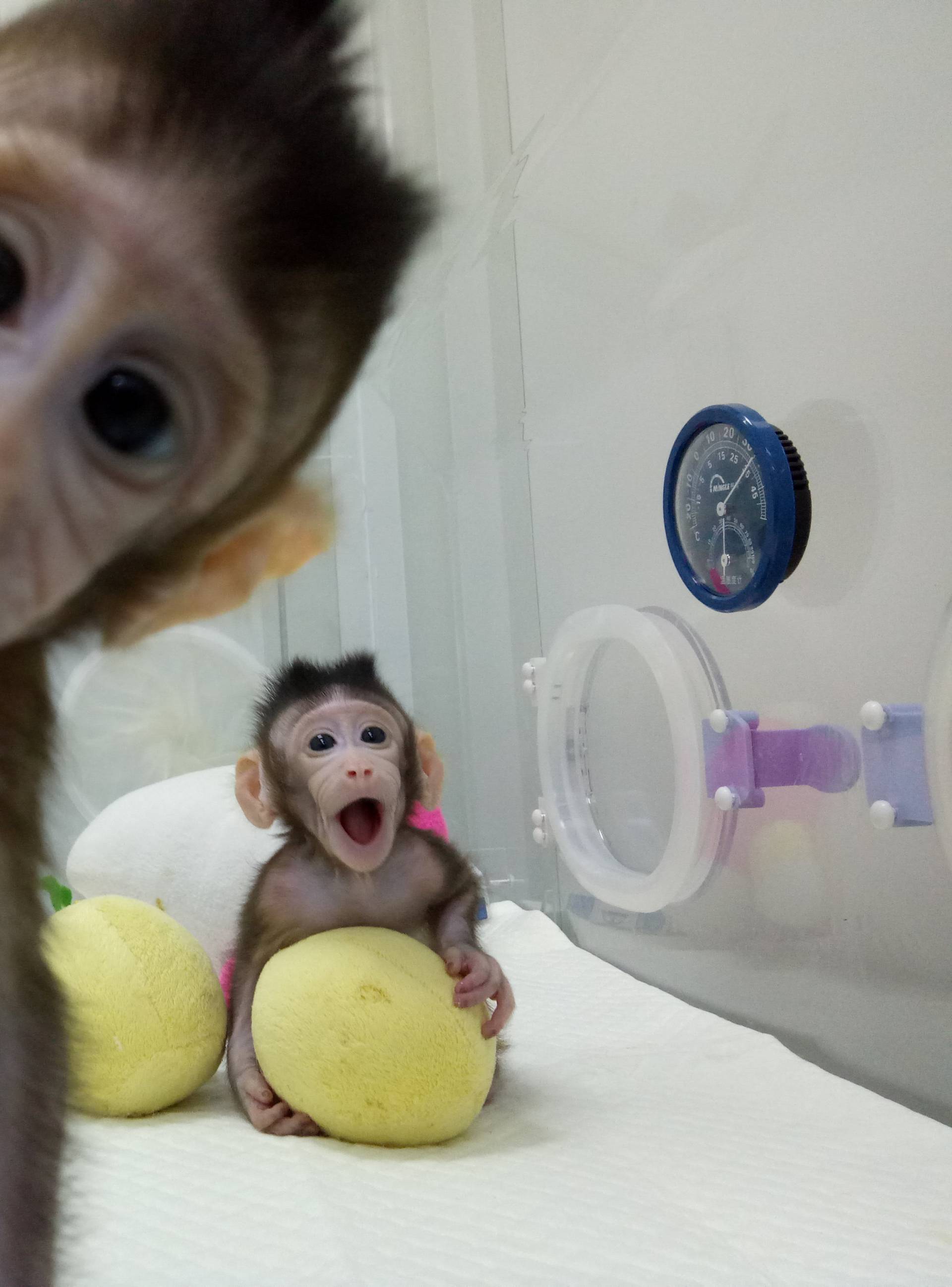 Cloned monkeys Zhong Zhong and Hua Hua are seen at the non-human primate facility at the Chinese Academy of Sciences in Shanghai