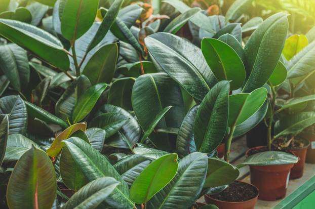 Unesite ove biljke u svoj dom i 'prizovite' novac i blagostanje