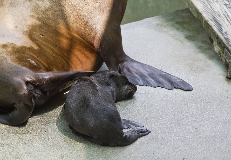 Na svijet došli isti dan: ZOO u Zagrebu bogatiji za 2 mladunca