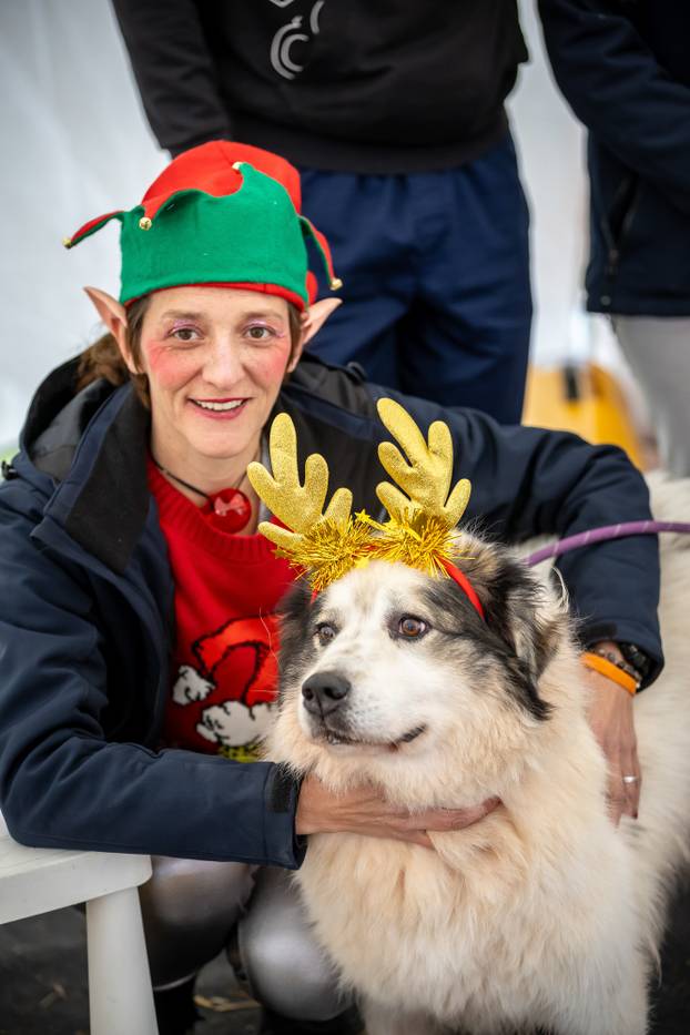 I psići vole advent: Preslatke fotke štenaca koji traže dom