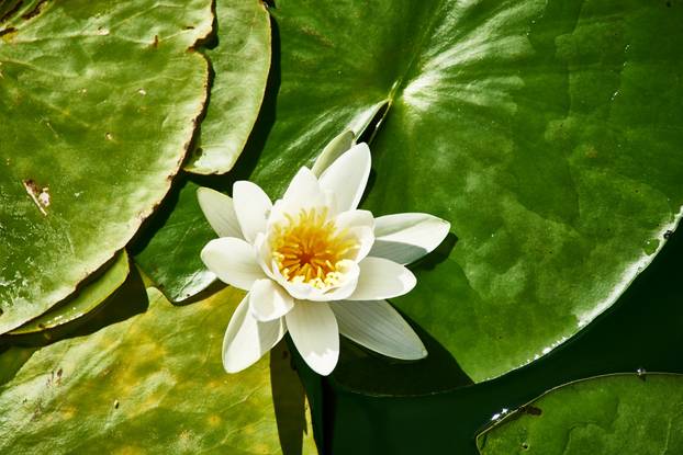 FOTO Popravite si dan ovim prekrasnim prizorima iz NP Krka