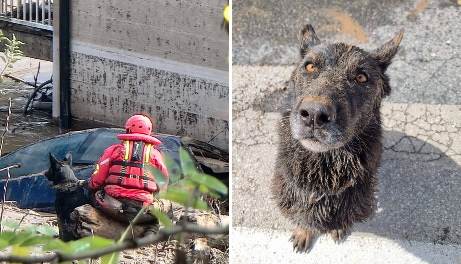 FOTO Ovo je naša Zara. Pomaže u Jablanici, traži nestale: 'Ona može zamijeniti i 30 spasilaca'