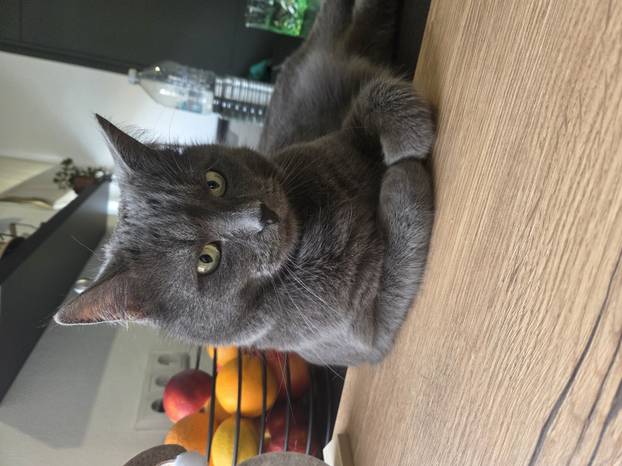 SUPER FOTKE vaših ljubimaca! Neki bi mogli biti viralni hit, ali svi su jednostavno neodoljivi