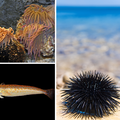 Meduze, ježinci, riba pauk: Na plaži je mudro imati pincetu, malo octa i antibiotsku mast