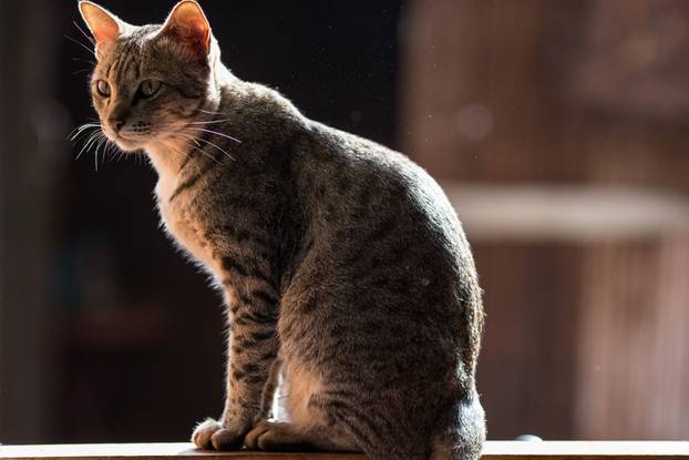 FOTO Najljepše vrste mačaka na svijetu prema zlatnom rezu