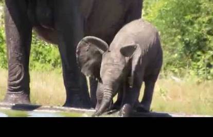 Urnebesan slonić: Nitko mu nije objasnio kako 'radi' surla