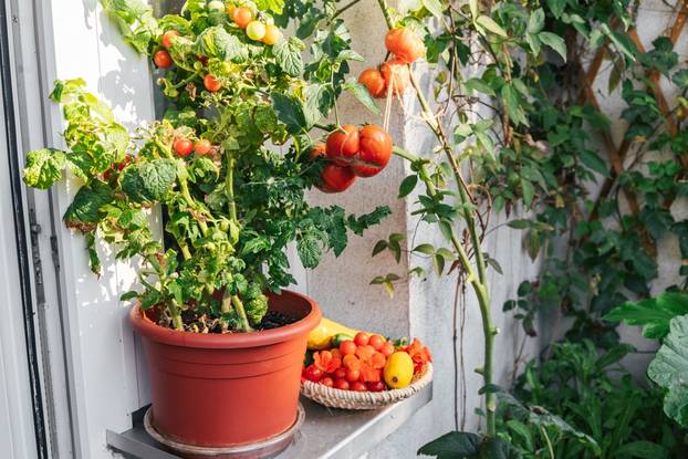Planting,Of,Tomatoes,In,Balcony,Garden.,Hobby,Gardening