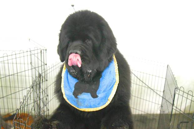 Bjelovar: Nacionalna izložba pasa održana je na sajamskom prostoru u Gudovcu