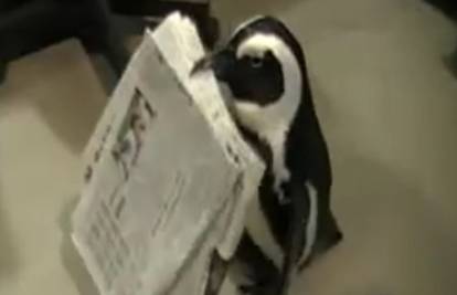 Vrijedni pingvin dostavljajući novine zarađuje za ručak