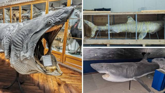 Golemog morskog psa uhvatili su prije 68 godina u Jadranu, a sad 'pliva' u Novom Zagrebu