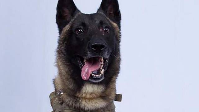 Unidentified military working dog injured in Syria raid is seen in photo released by White House
