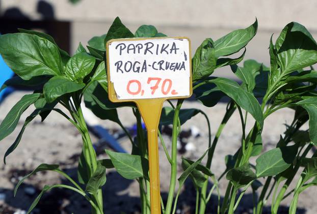 Šibenik: Bogata ponuda sadnica raznog povr?a