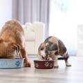 Zašto mačke i psi ne mogu jesti čokoladu ili neku drugu hranu?