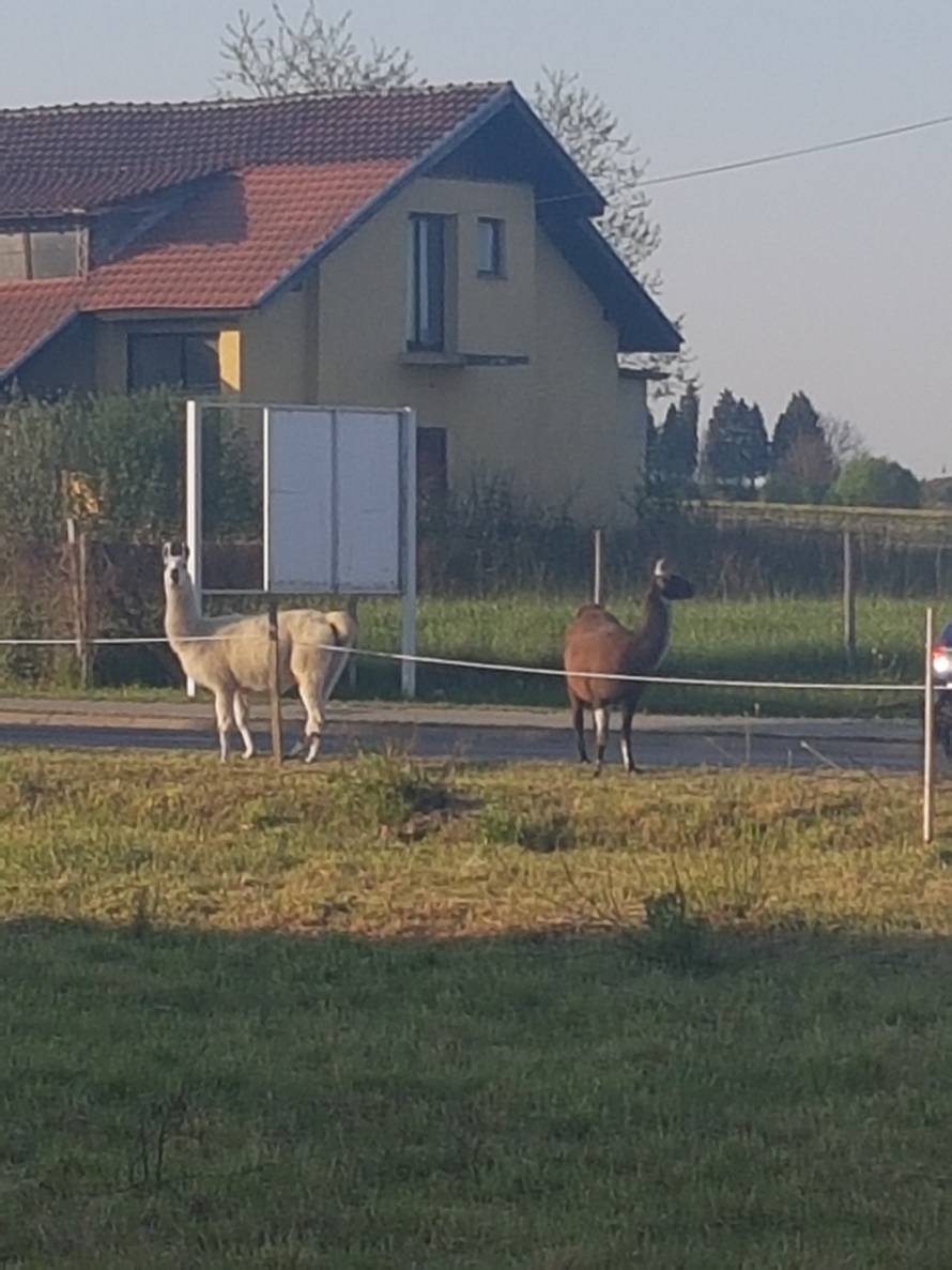 Iznenadile Bjelovarce: 'Ljame   su nam  pobjegle iz cirkusa...’