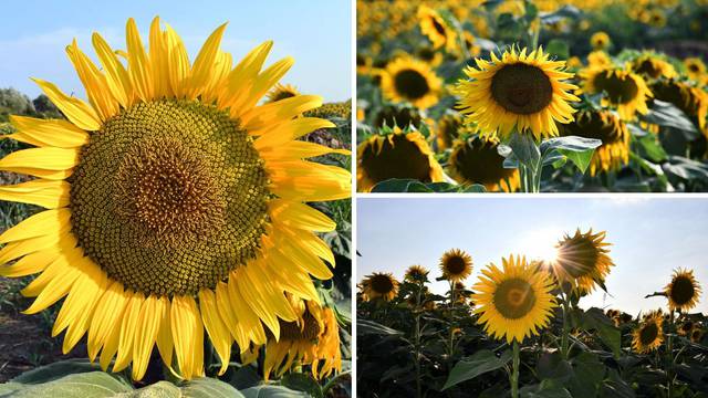 FOTO Ovo polje suncokreta u Slavoniji će vas očarati ljepotom