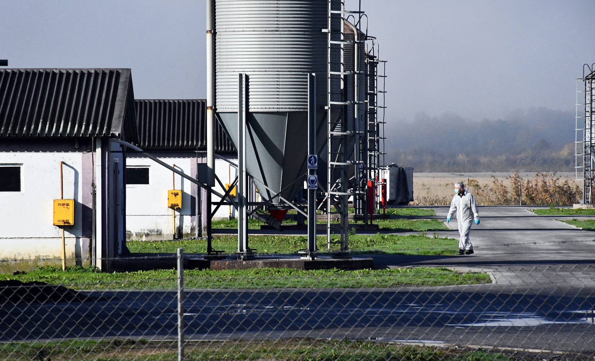 Slavonski Kobaš: Vindonova farma purana na kojoj je otkrivena ptičja gripa