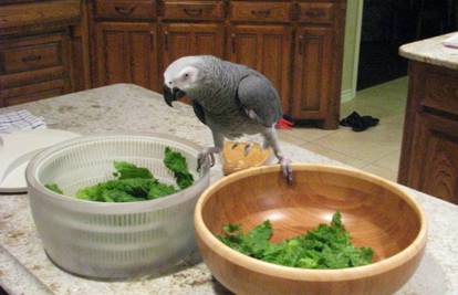 Poslastice za papige mogu biti zdrave! Pripremite ih kod kuće