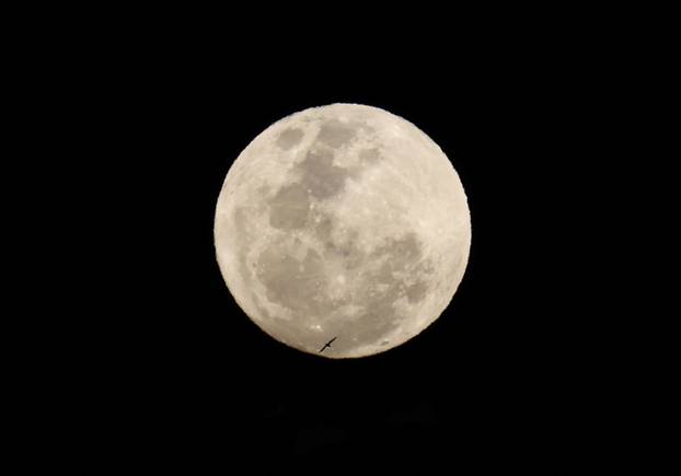 A bird flies during a full moon known as the 'Blue Moon' in Cape Town