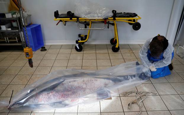 Dead dolphins are washing up on France