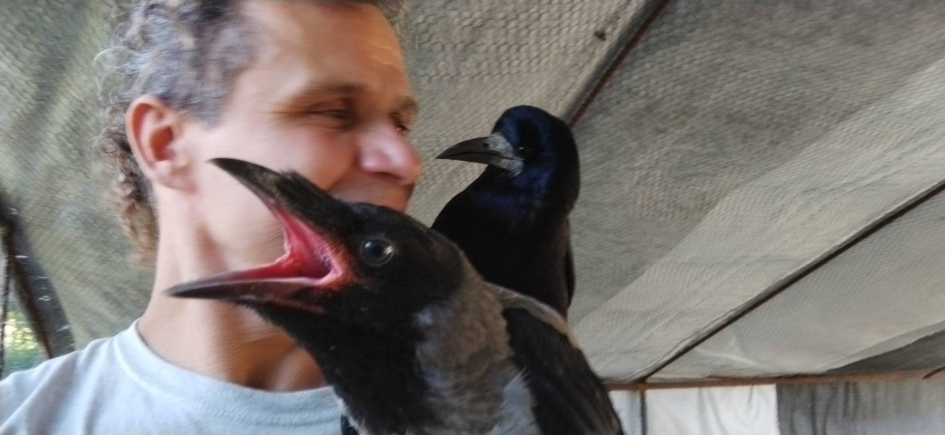 Vrane napadaju Zagrepčane: 'Samo jedna vrsta napada i to ne jer je agresivna i krvoločna'