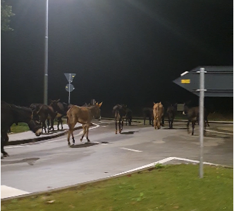 Kakav prizor! Odbjegli magarci i jedan konj u šetnji po Istri