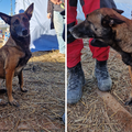Bravo Tora! Kujica u Turskoj spasila djevojčicu iz ruševina. U akciji si je ozlijedila šapu...