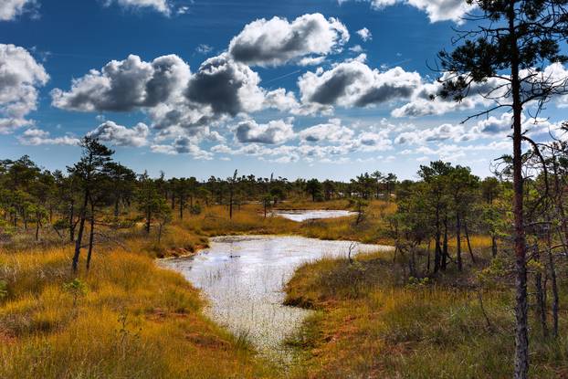 Bog landscape in Kemeri National park, Latvia.