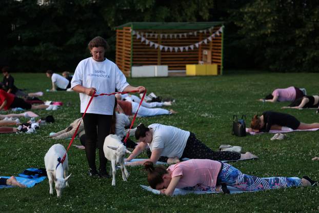 People practice yoga with baby goats in Moscow
