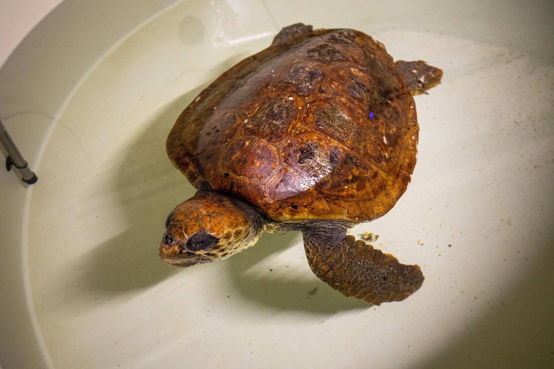 Glavata želva Žorž stigla u Aquarium Pula nakon amputacije peraje