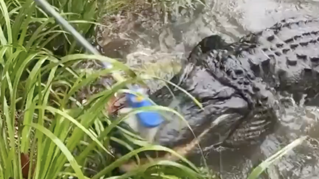 Krokodili pokušavaju pobjeći iz parka za divlje životinje