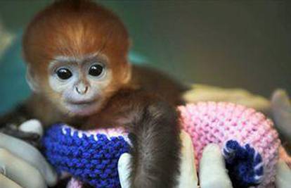 Bebu majmuna odbacila je mama pa ga hrane bočicom