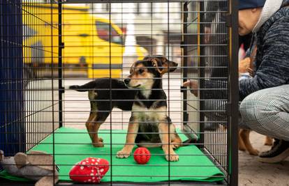 FOTO Pogledajte ove slatke njuške i saznajte gdje dobiti subvencije za kastriranje pasa