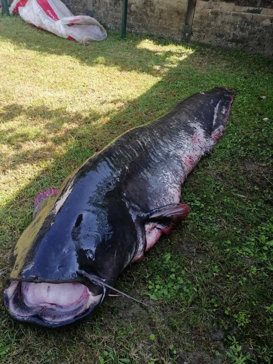 VIDEO Kod Osijeka ulovio zvijer od 93 kile: 'Kolega i ja ostali smo bez zraka, imali smo sreće'