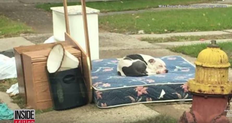 Vlasnik odselio i ostavio ga na smeću, on ga je strpljivo čekao