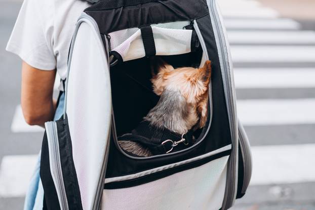 Woman carries small dog in carrier backpack with transparent windows. YorkShire dog sitting in bag. The owner of small dog travels with a carrier for animals.