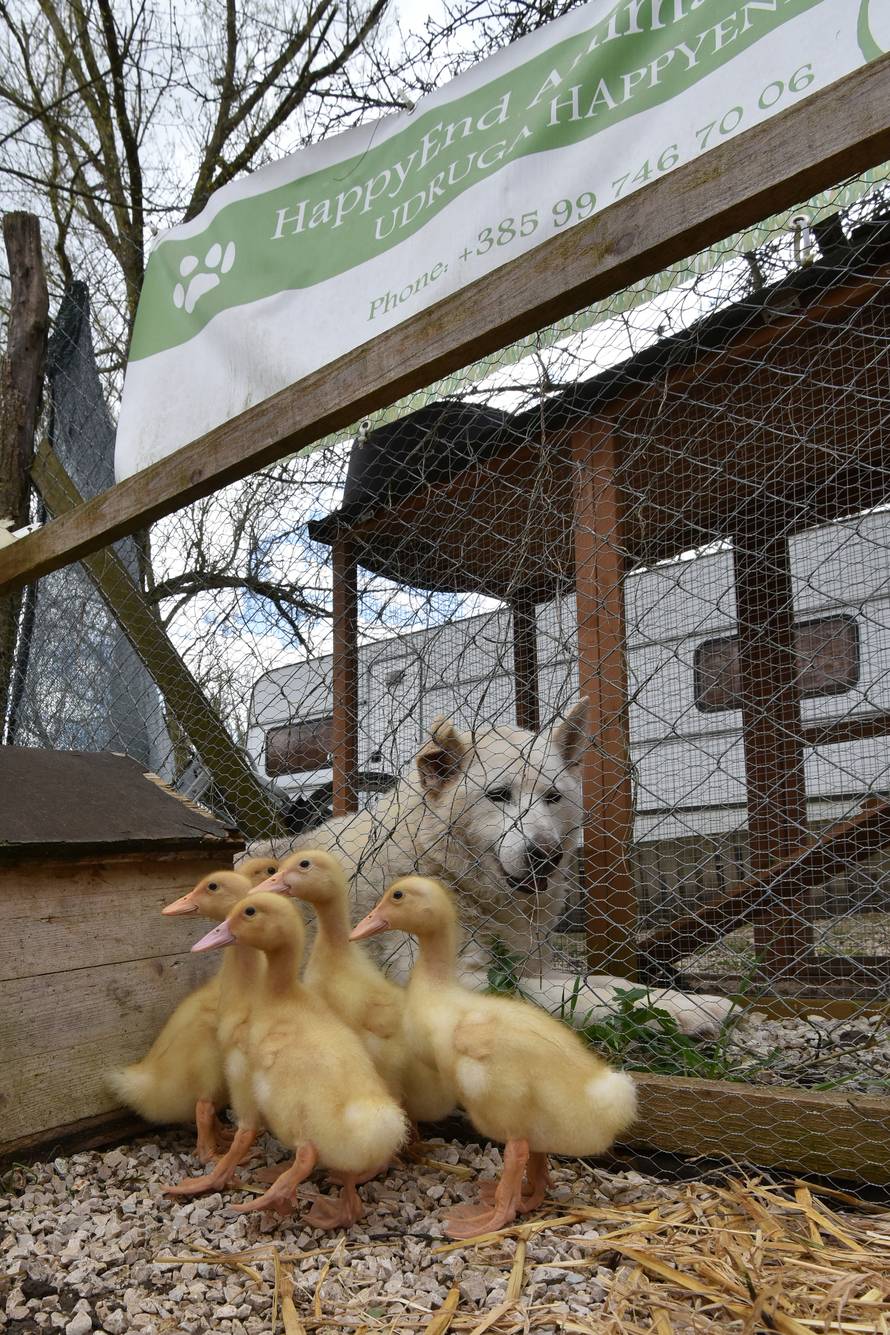Kupila patke i spasila ih od lonca, a čuvaju ih psi iz azila