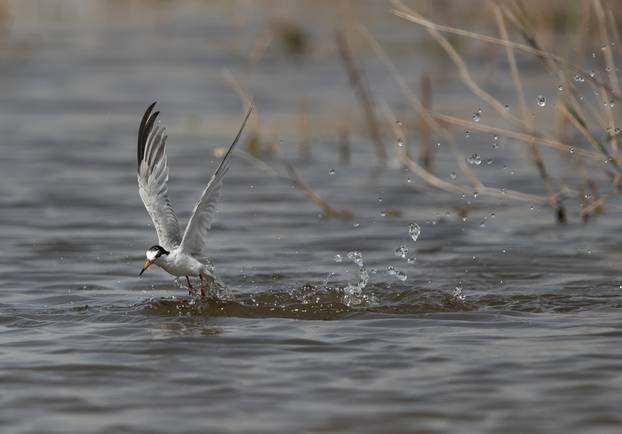 Little,Tern,Emerging,Out,From,Water,After,A,Dive,At