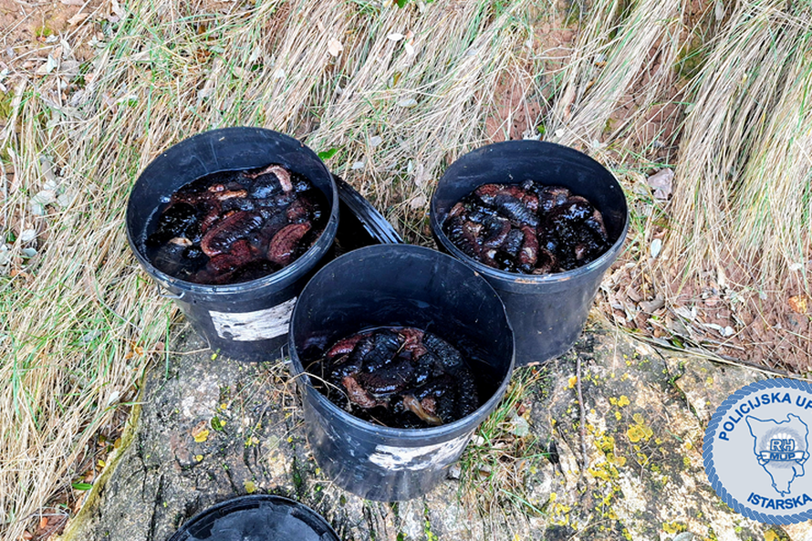 FOTO Uhvatili muškarca u Puli, imao 103 kg morskh krastavaca