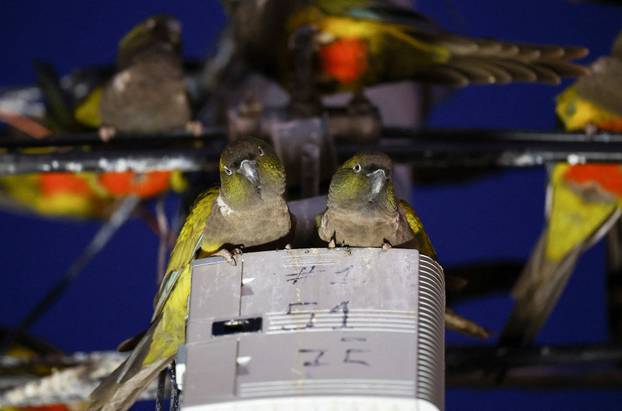 An Argentine town battles a parrot invasion