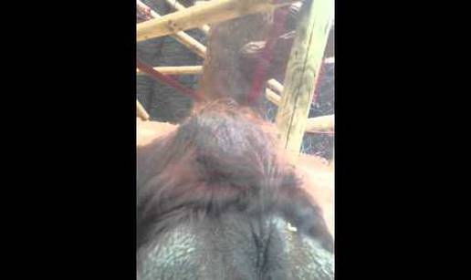 Raspametio sve: Orangutan u ZOO-u poljubio trudnici trbuh