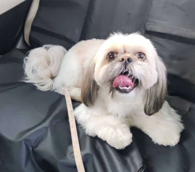 SUPER FOTKE vaših ljubimaca! Neki bi mogli biti viralni hit, ali svi su jednostavno neodoljivi