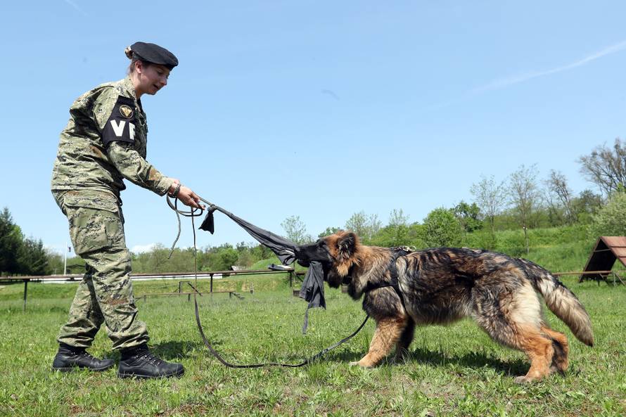 Oni su vojni psi: Kenny, Kiwi, Ella! Pozdrav domovini...
