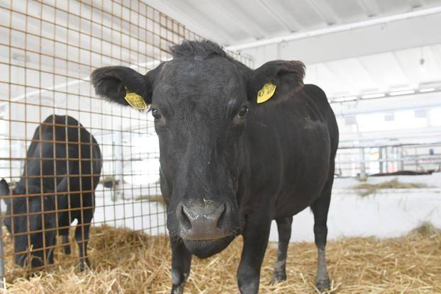 Gudovac: 32. izdanje međunarodnog jesenskog sajma